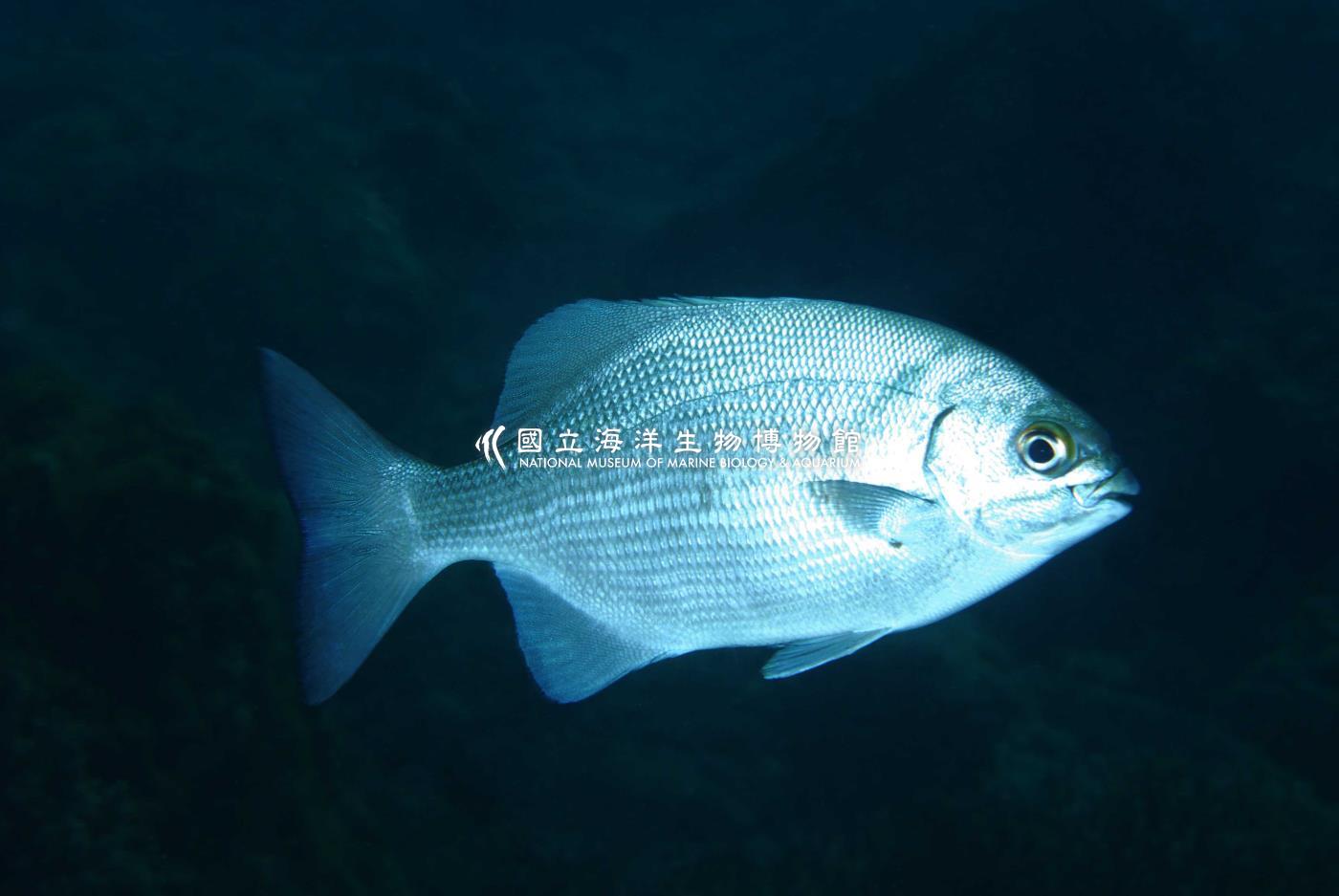 天竺舵魚