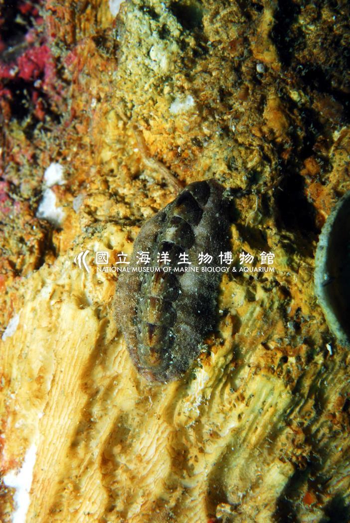 石鱉
