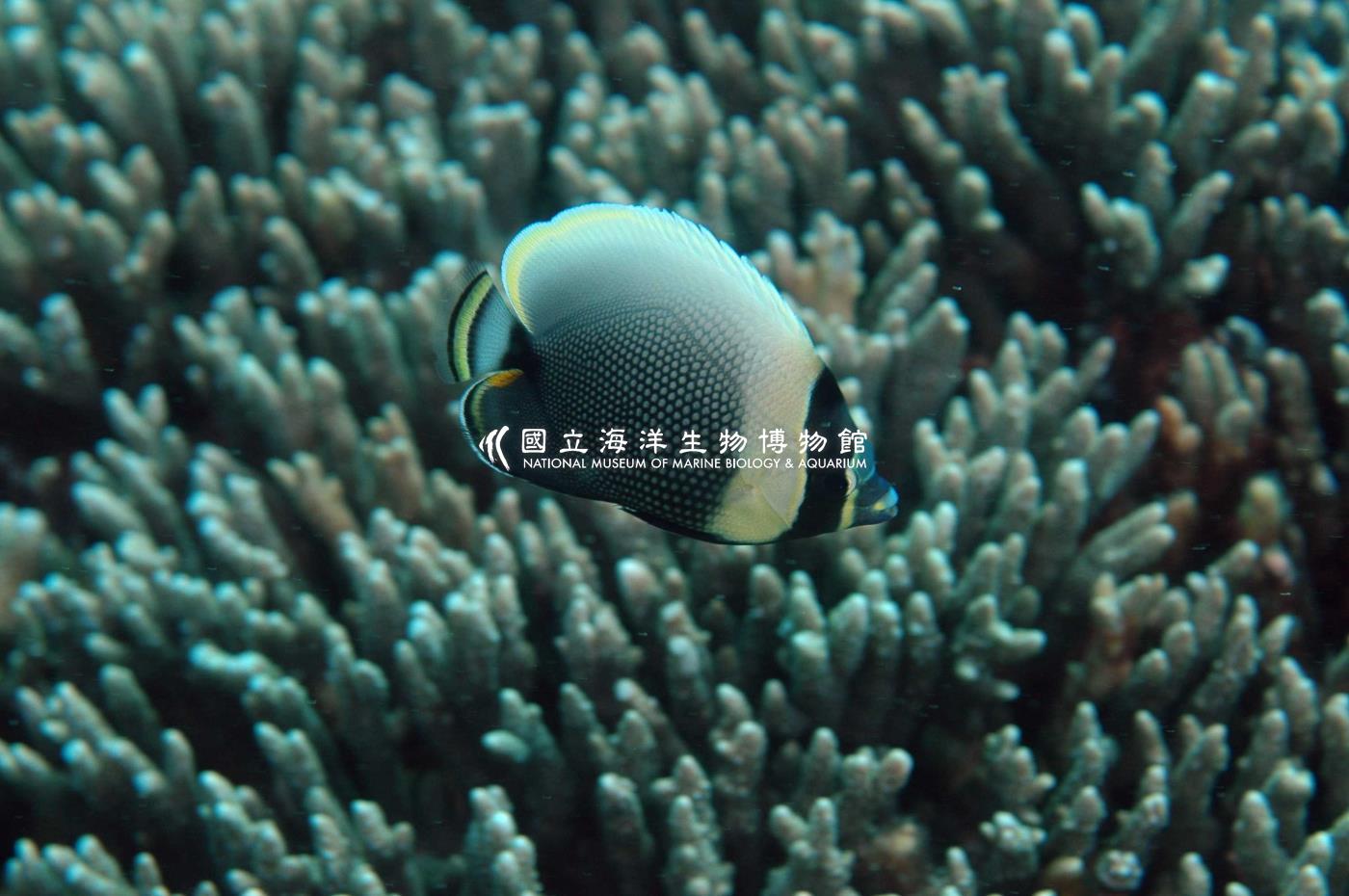 網紋蝴蝶魚
