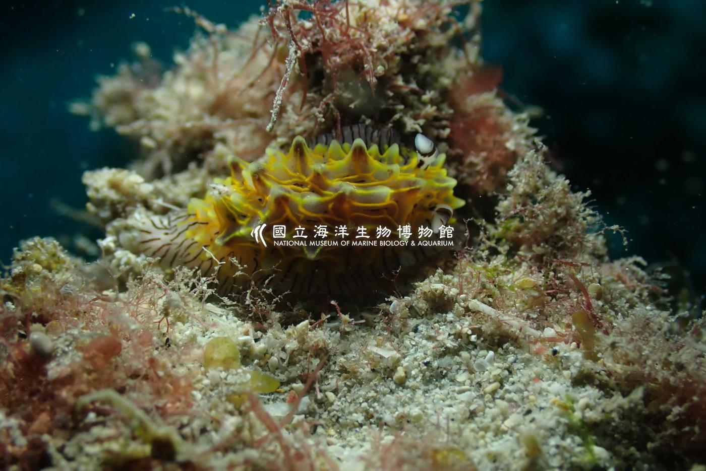 白網盤海蛞蝓