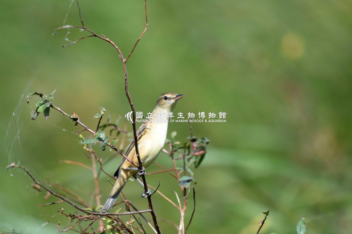 大葦鶯