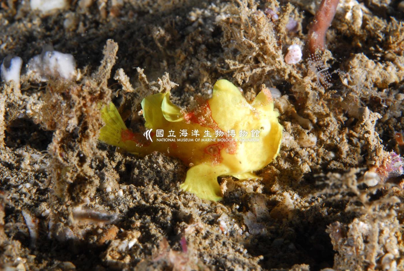 大斑躄魚