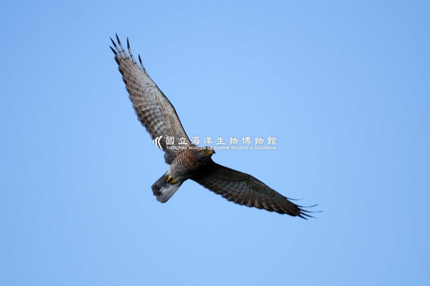 灰面鵟鷹
