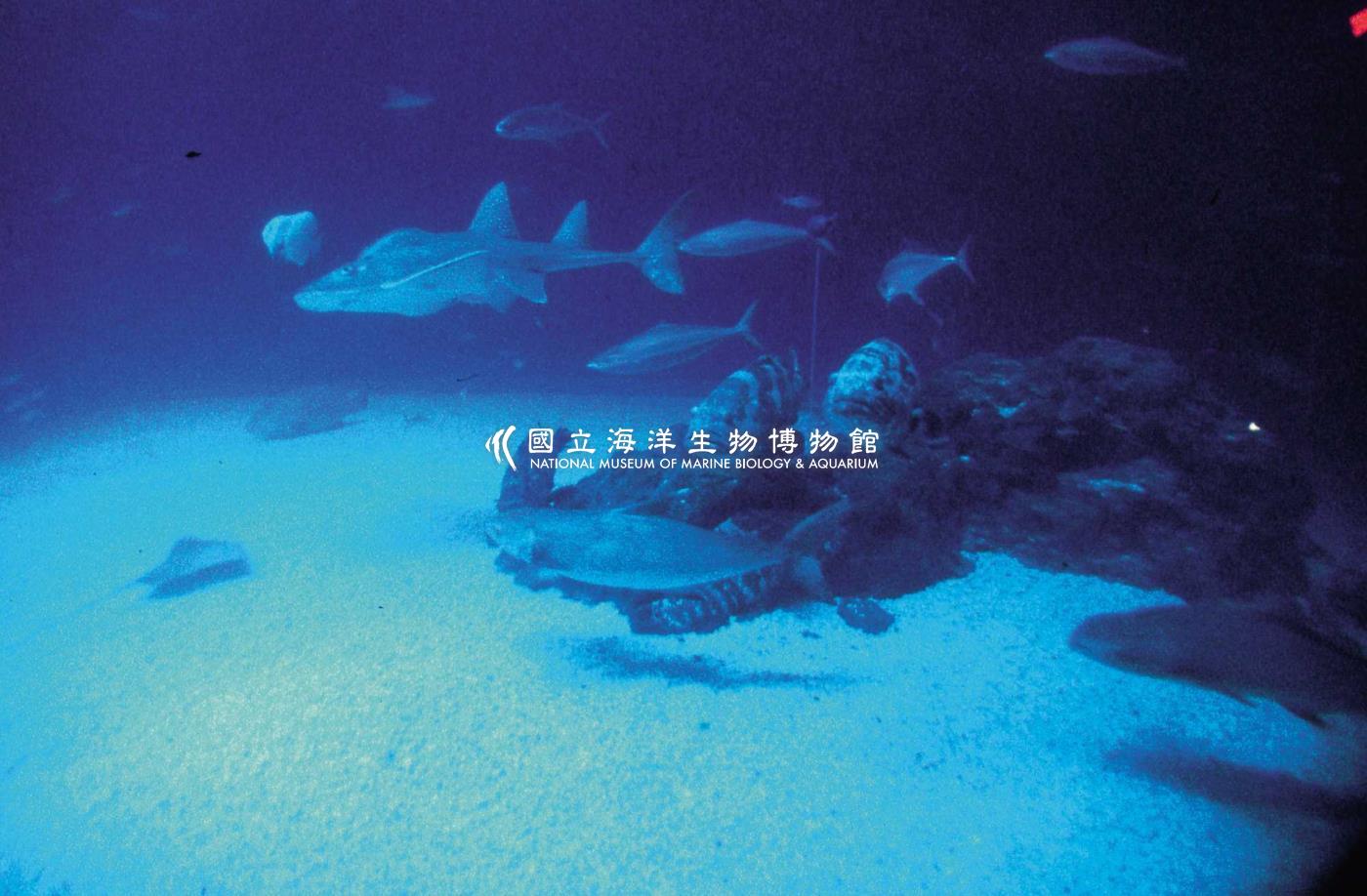 大洋池