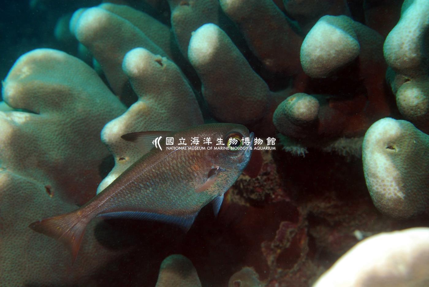 烏伊蘭擬金眼鯛