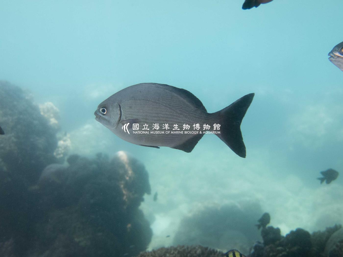 天竺舵魚