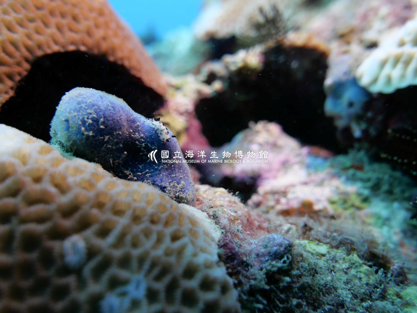 煙囪盤海蛞蝓