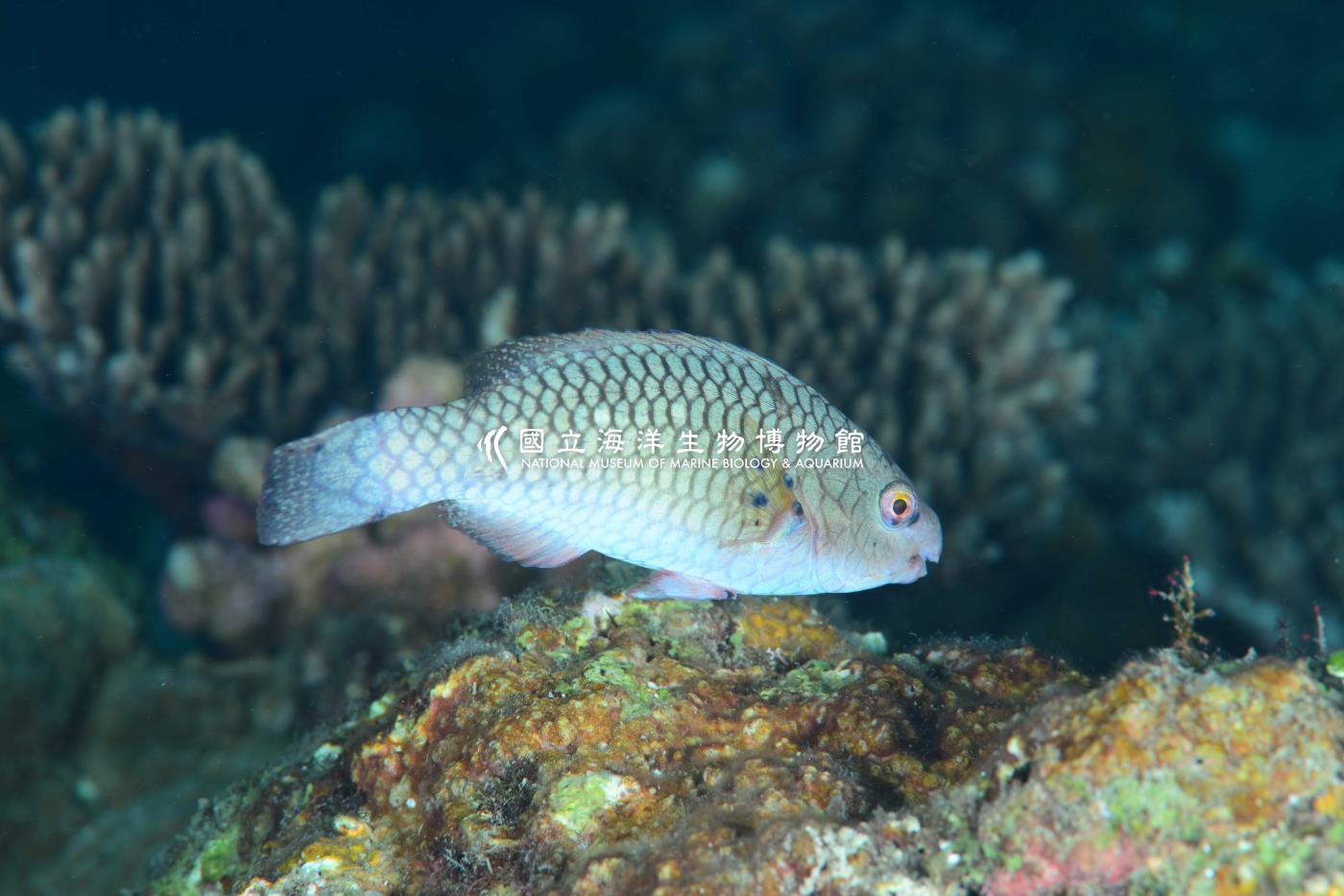 紅紫鸚哥魚