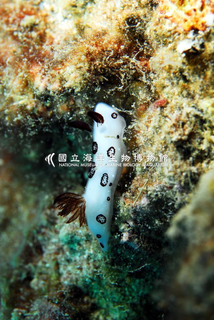 煙囪盤海蛞蝓