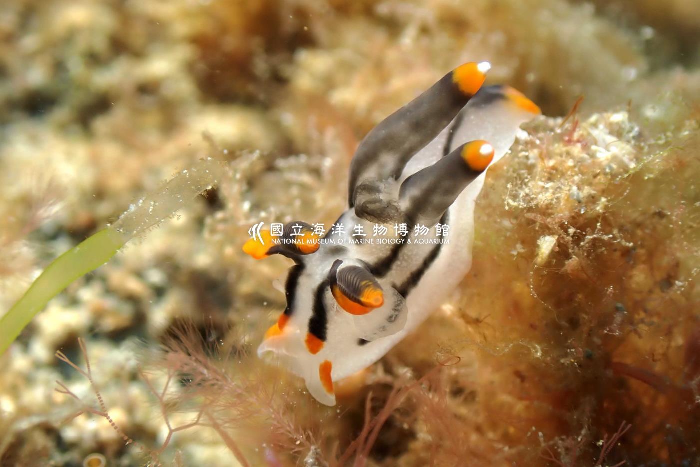 彩繪多角海蛞蝓