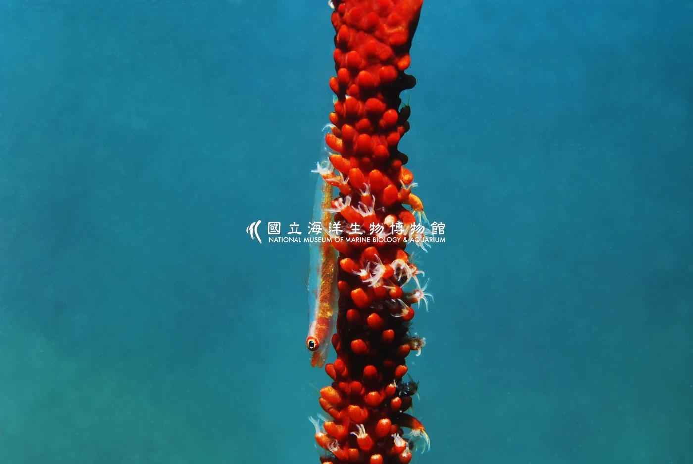 頦突珊瑚鰕虎