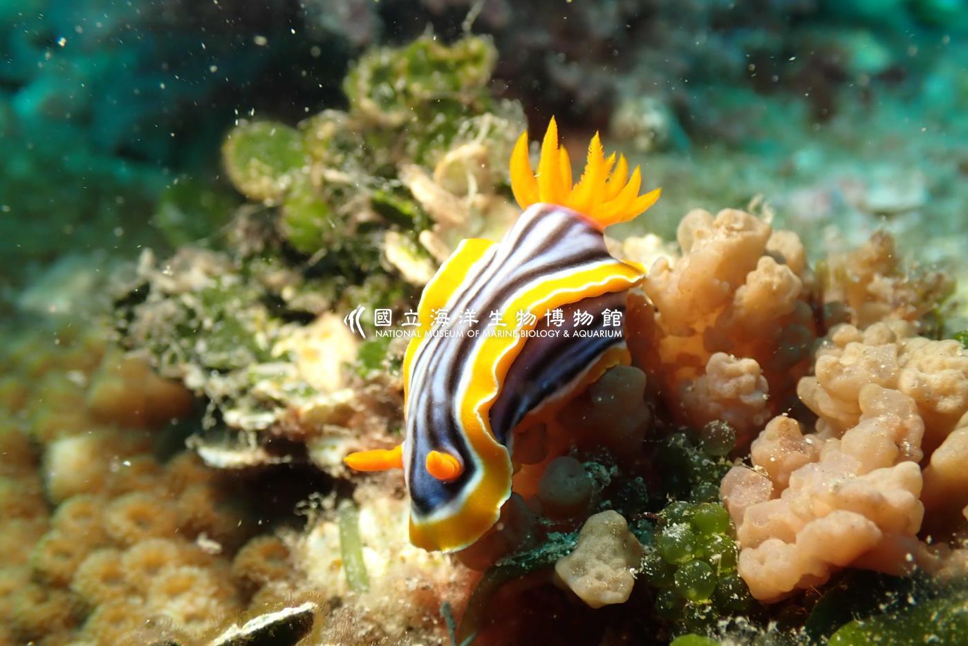 照片