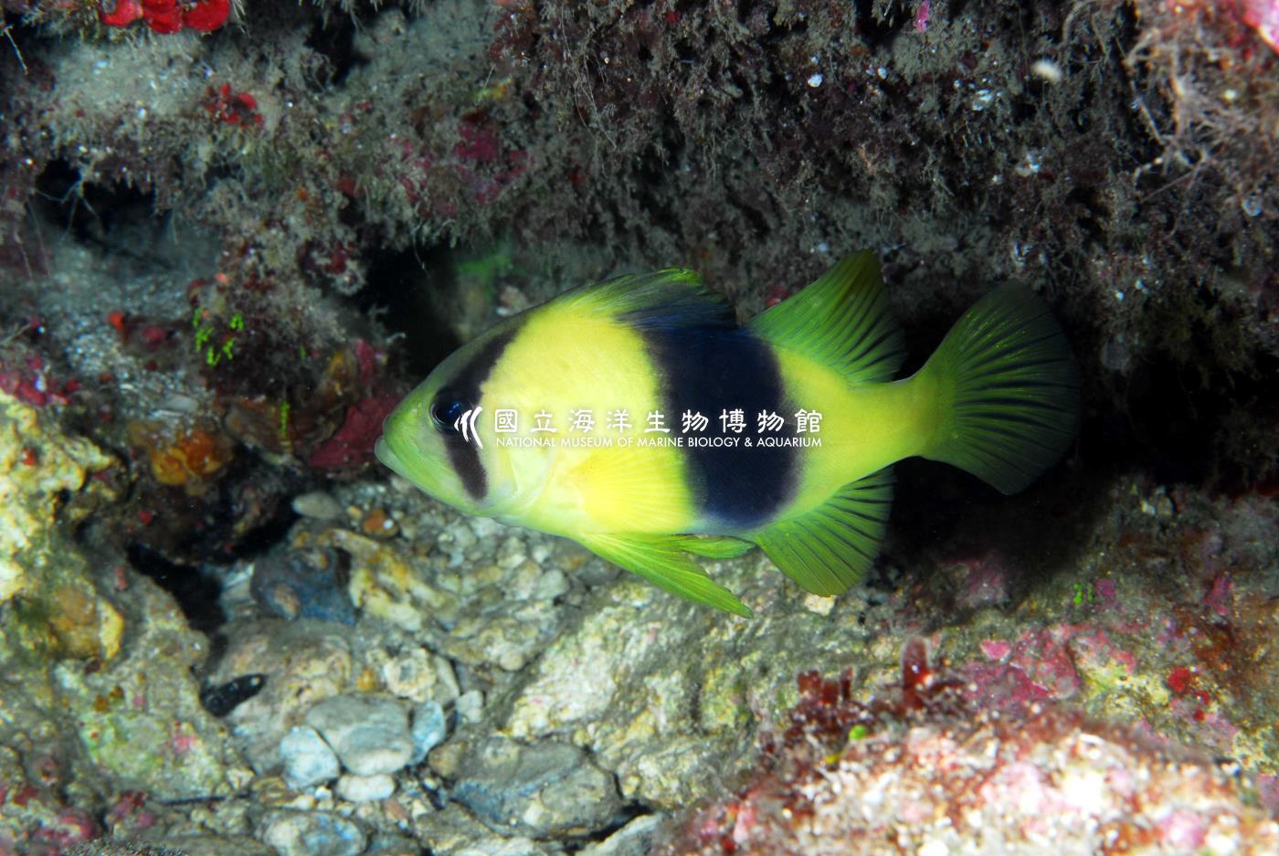 雙帶鱸