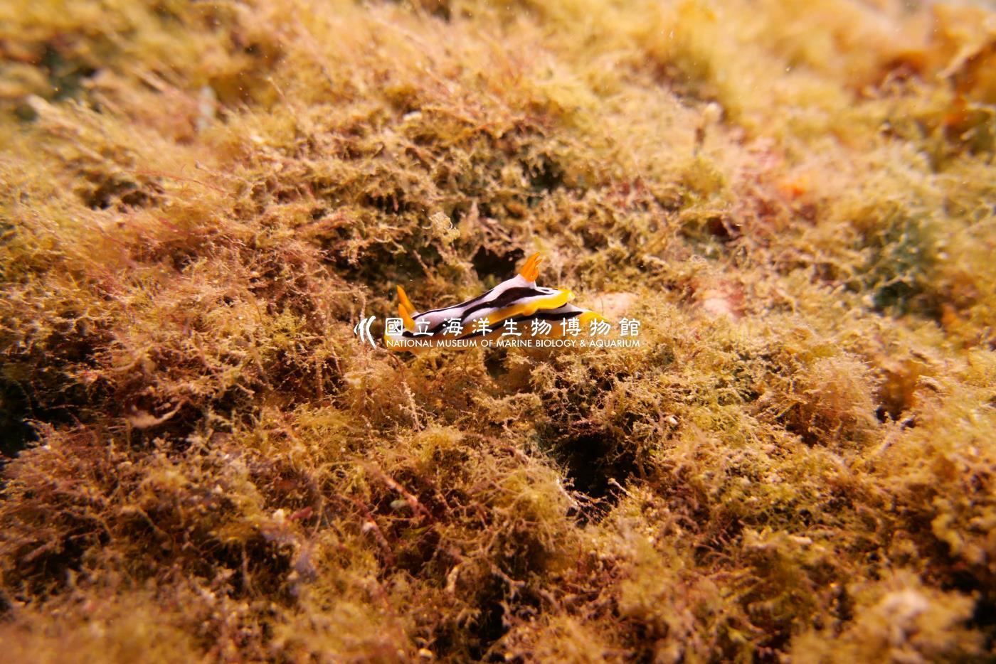 伊莉莎白多彩海蛞蝓