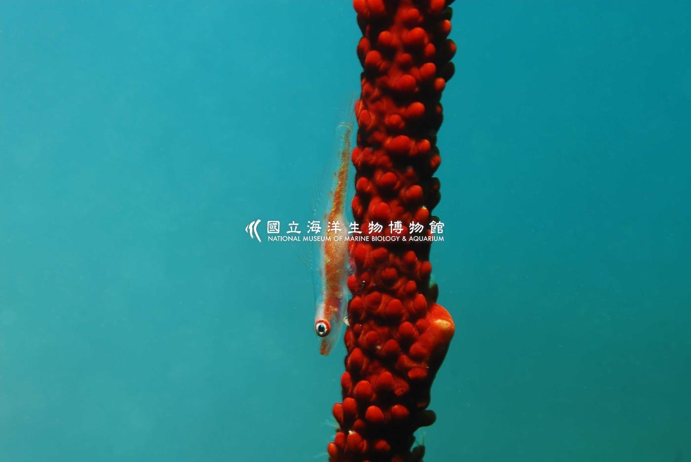 頦突珊瑚鰕虎
