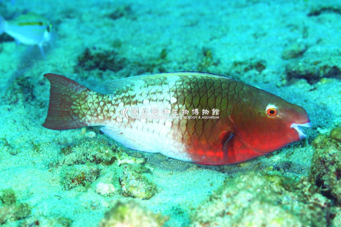 紅紫鸚哥魚
