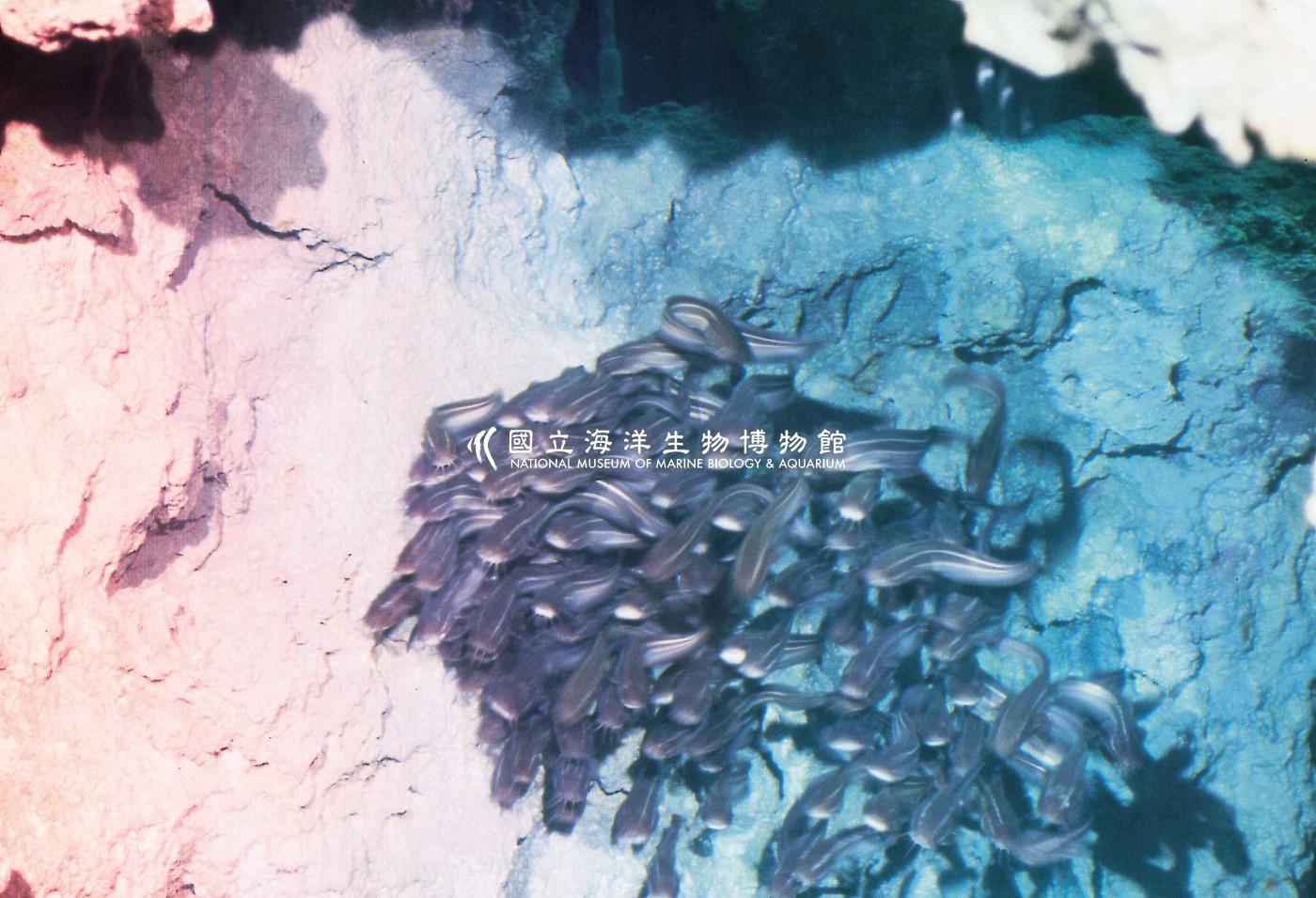 洞穴生物