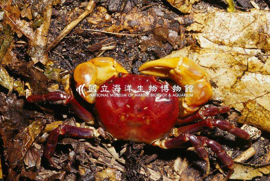 顯赫表方蟹