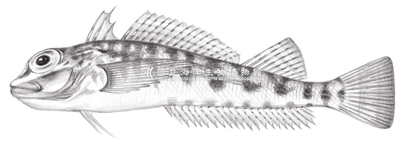 1932. 線頭彎線鳚 Helcogramma habena William & McCormick, 1996