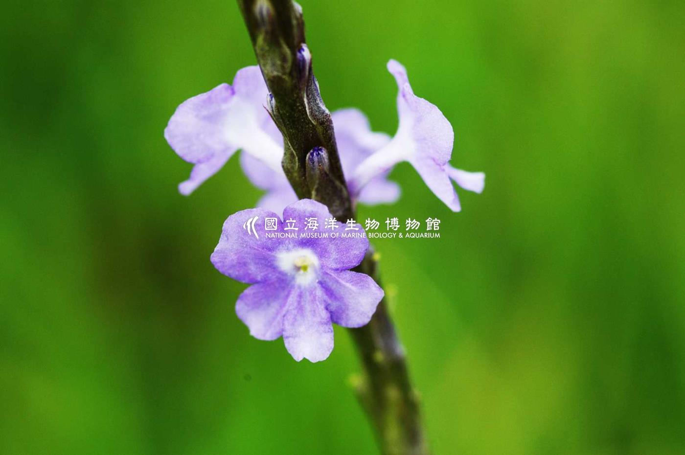 照片