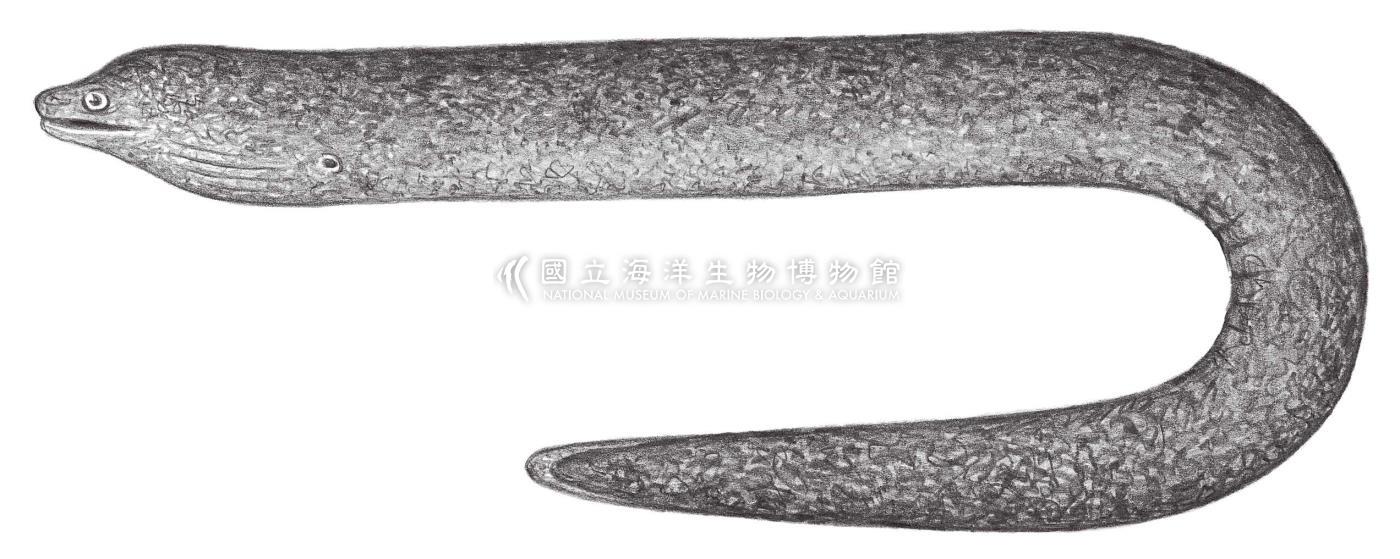 照片