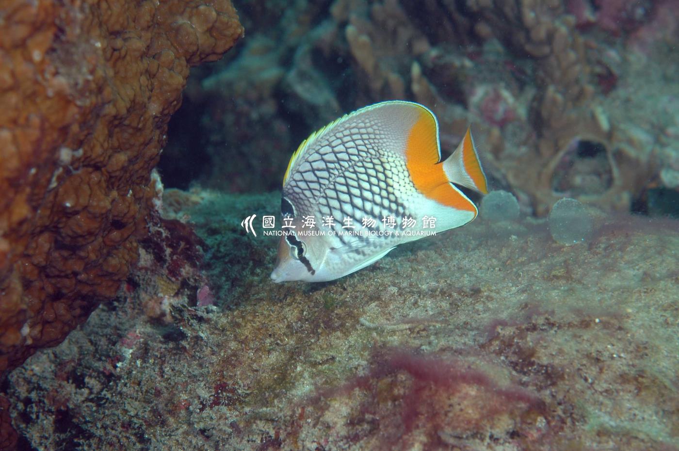 紅尾蝴蝶魚