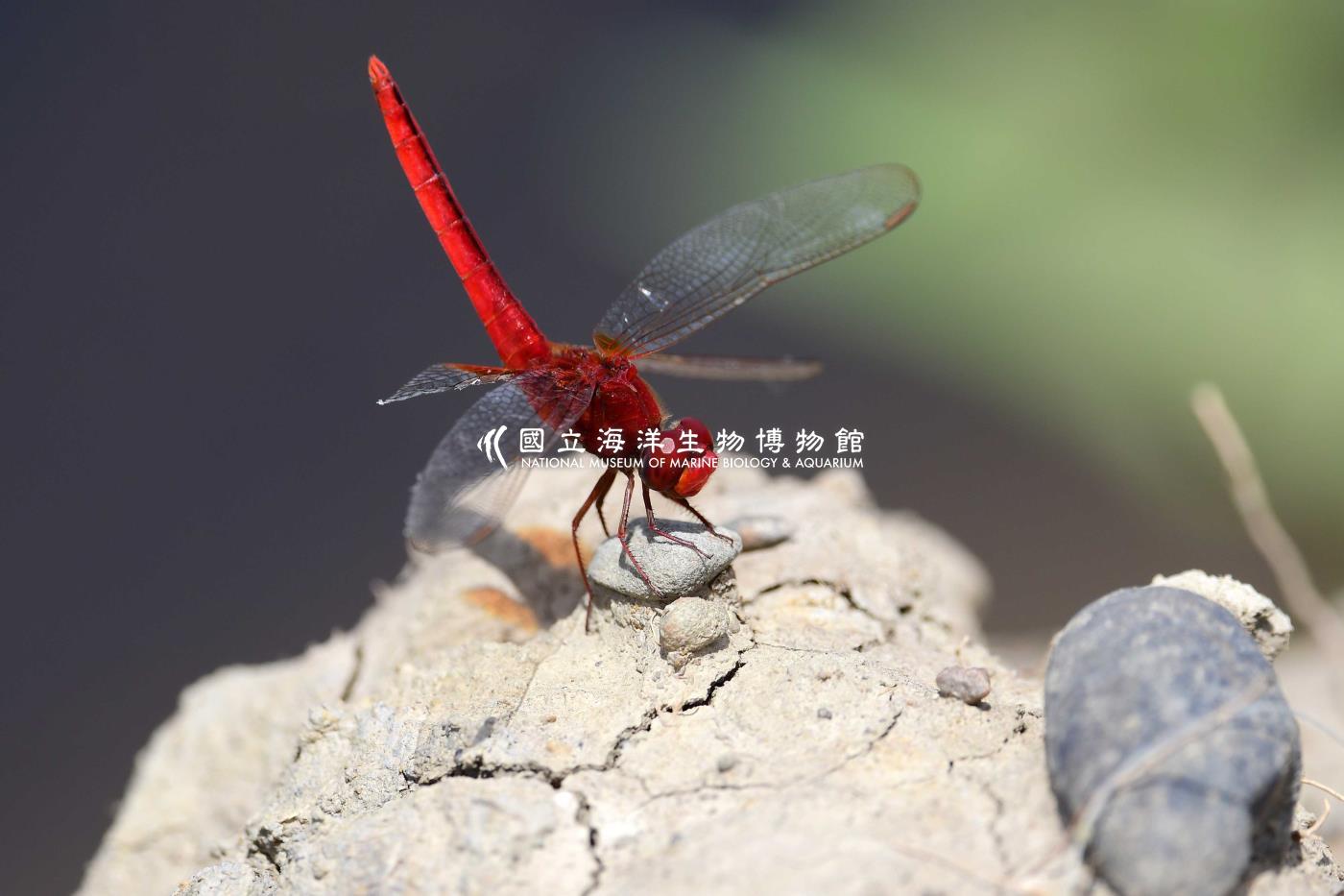 猩紅蜻蜓