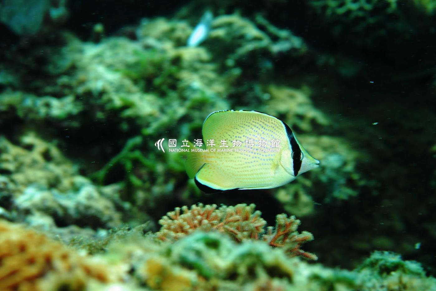 胡麻斑蝴蝶魚