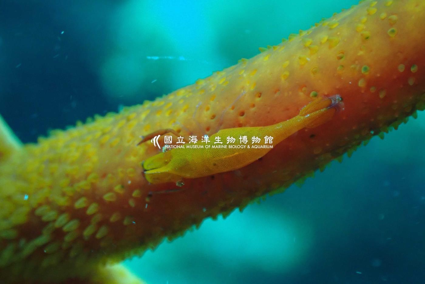 姐妹岩蝦