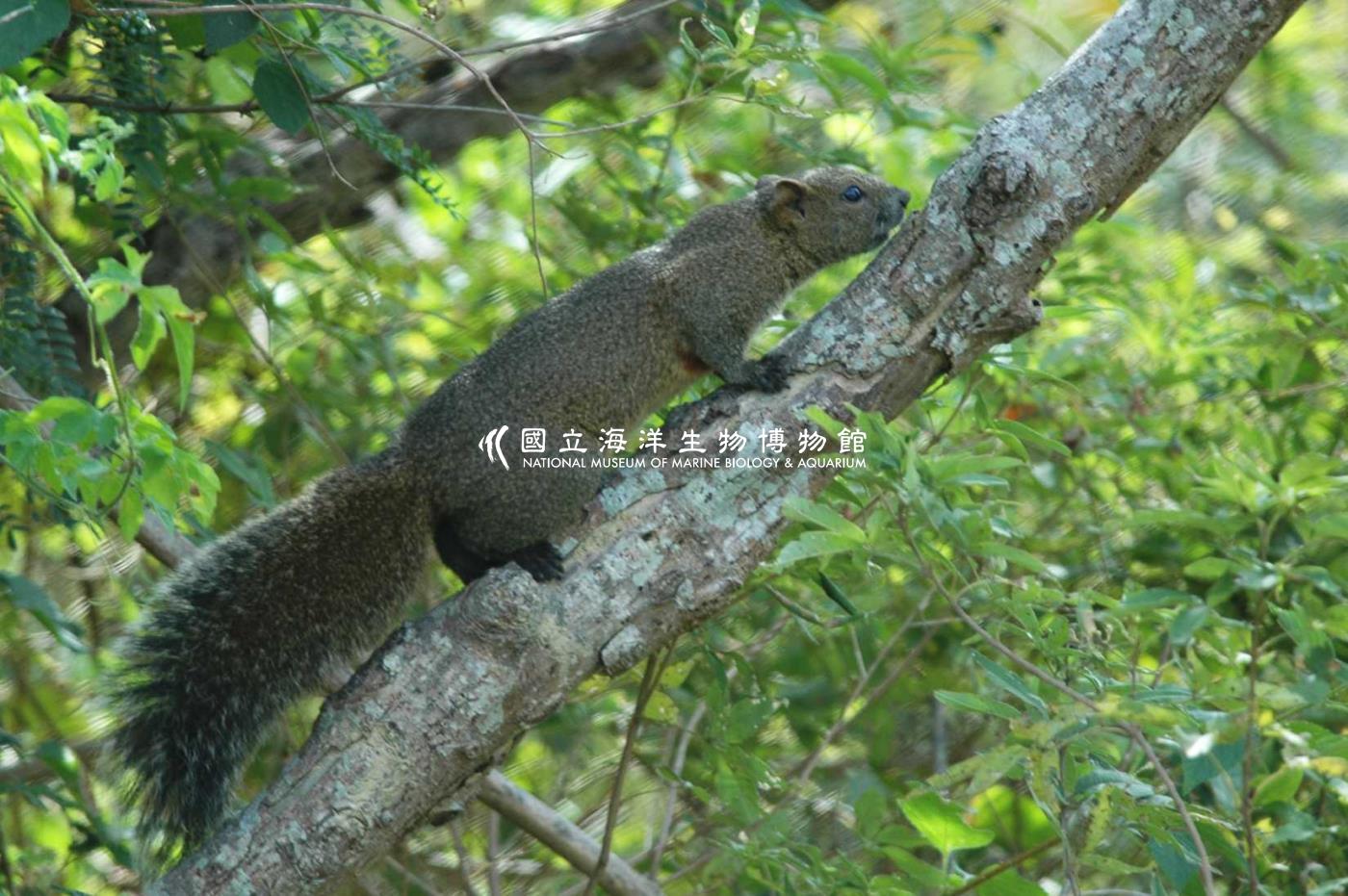 松鼠