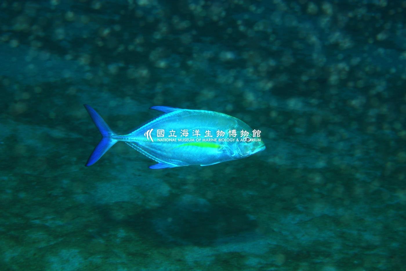 六帶鰺
