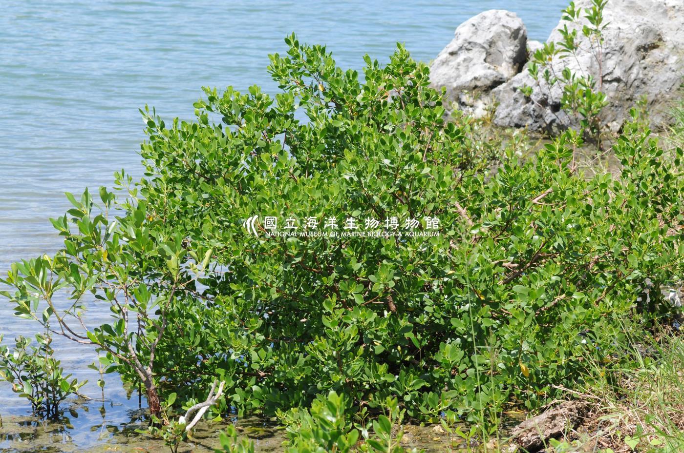 欖李