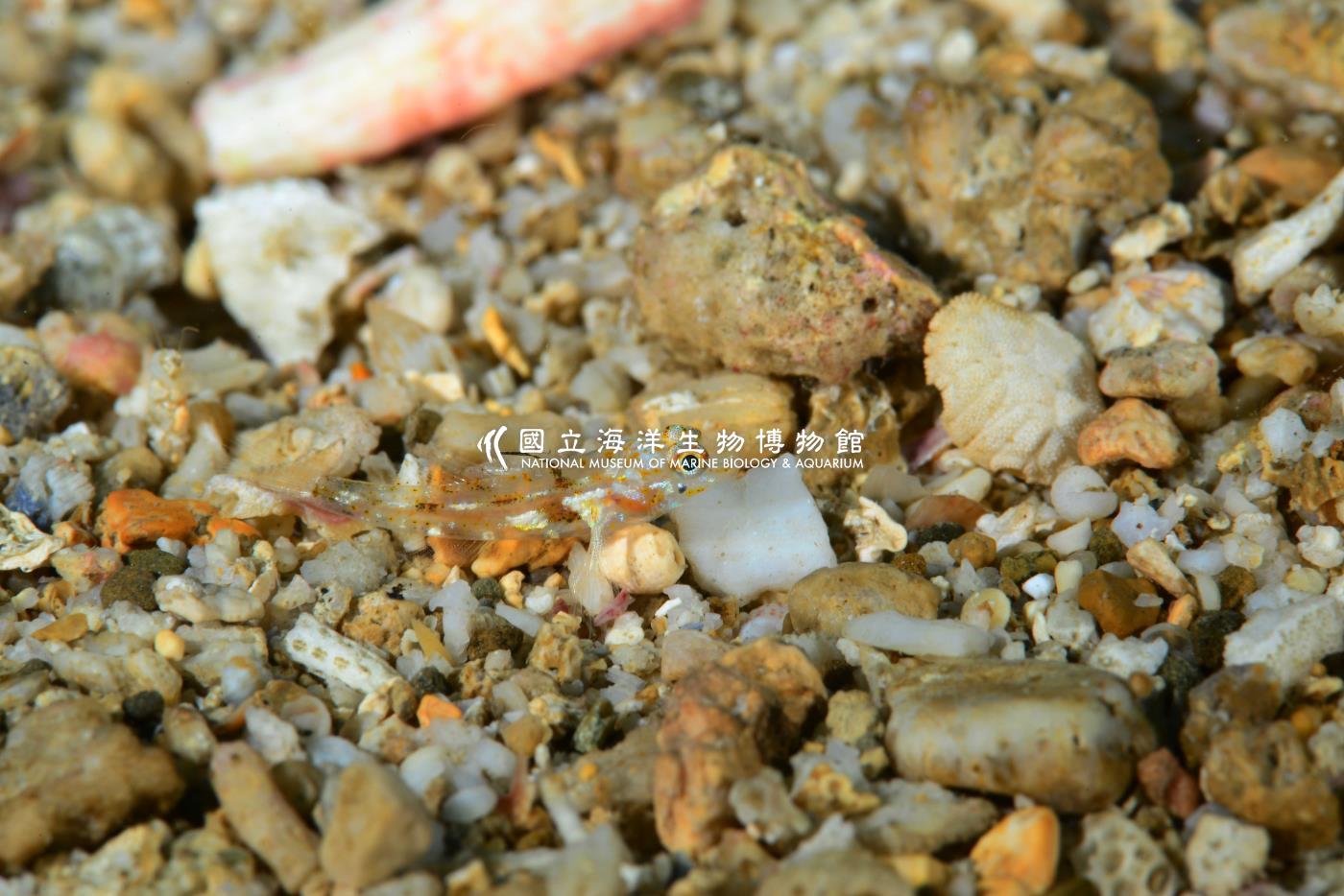 臂斑鰕虎