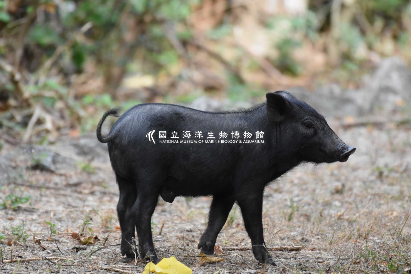 小豬