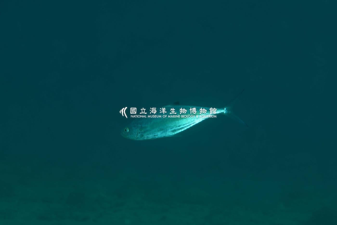 逆鉤鰺
