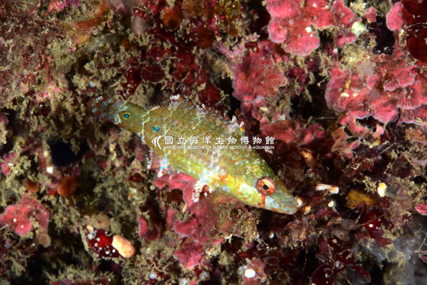 單帶尖唇魚