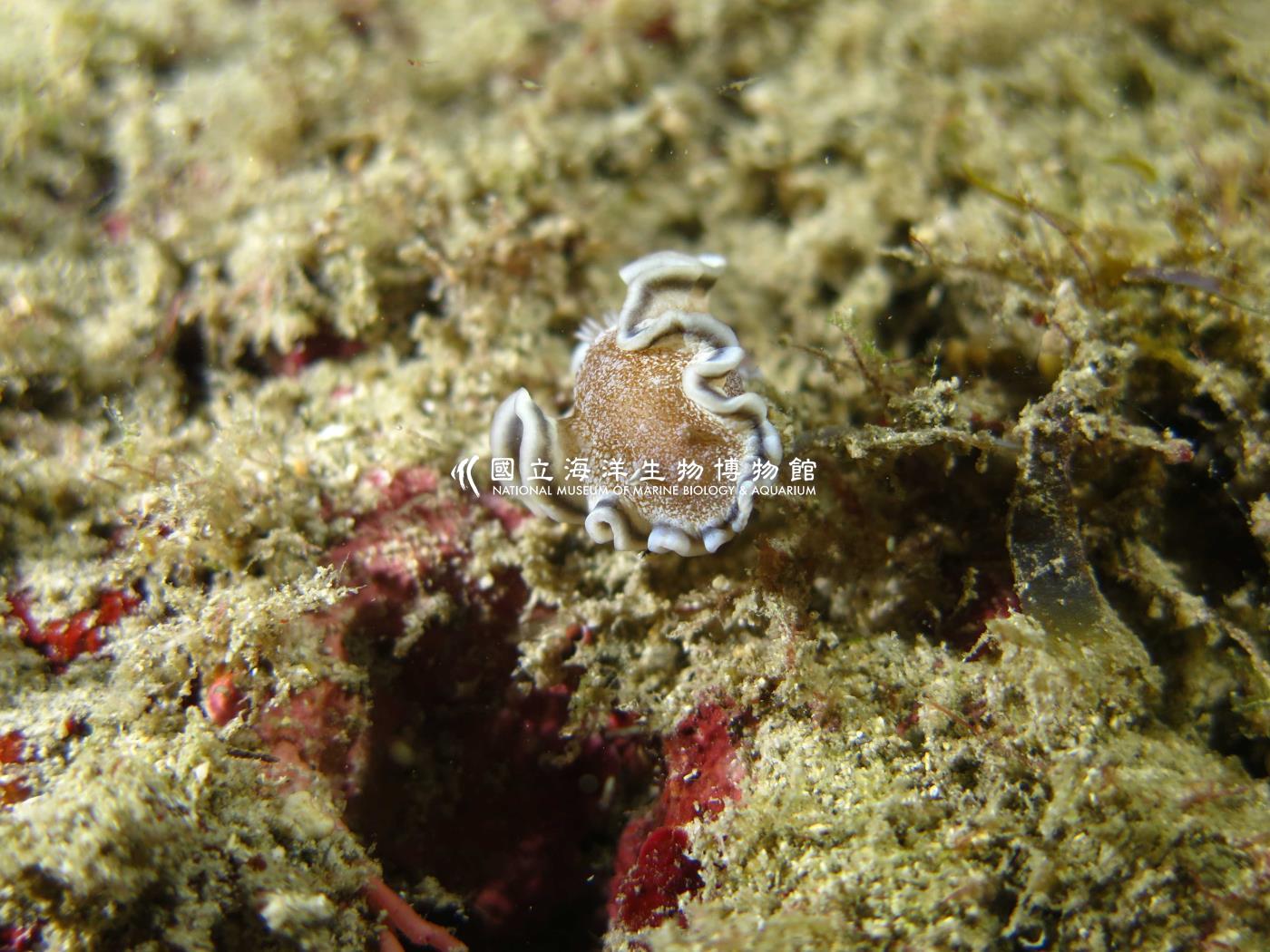 希吉努多彩海蛞蝓