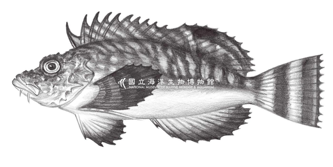 912. 單指虎鮋 Minous monodactylus (Bloch & Schneider, 1801)