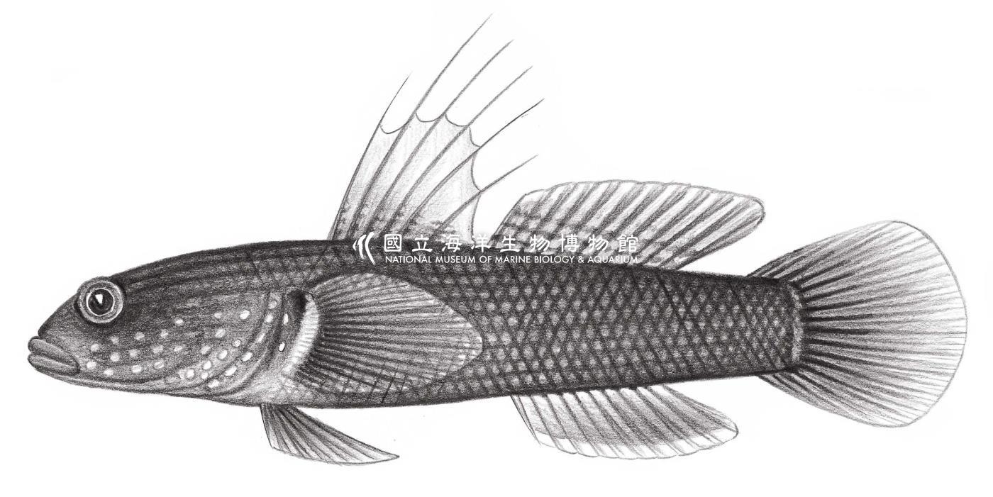 2194. 暗縞鰕虎 Tridentiger obscurus (Temminck & Schlegel, 1845)