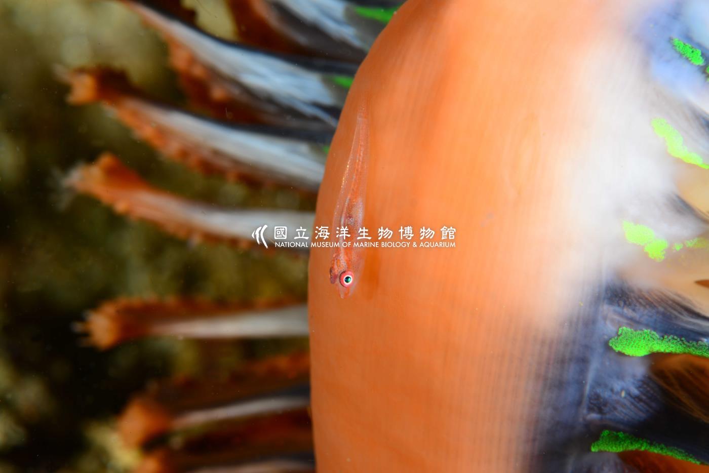 頦突珊瑚鰕虎