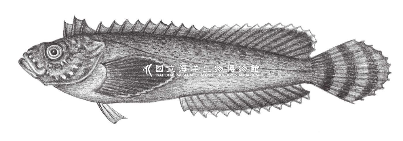 923. 絨鮋 Aploactis aspera Richardson, 1845