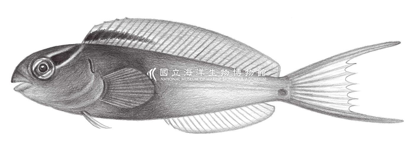 1978. 稀棘鳚 Meiacanthus atrodorsalis (Günther, 1877)