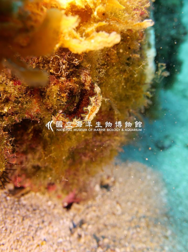 腰帶多彩海蛞蝓