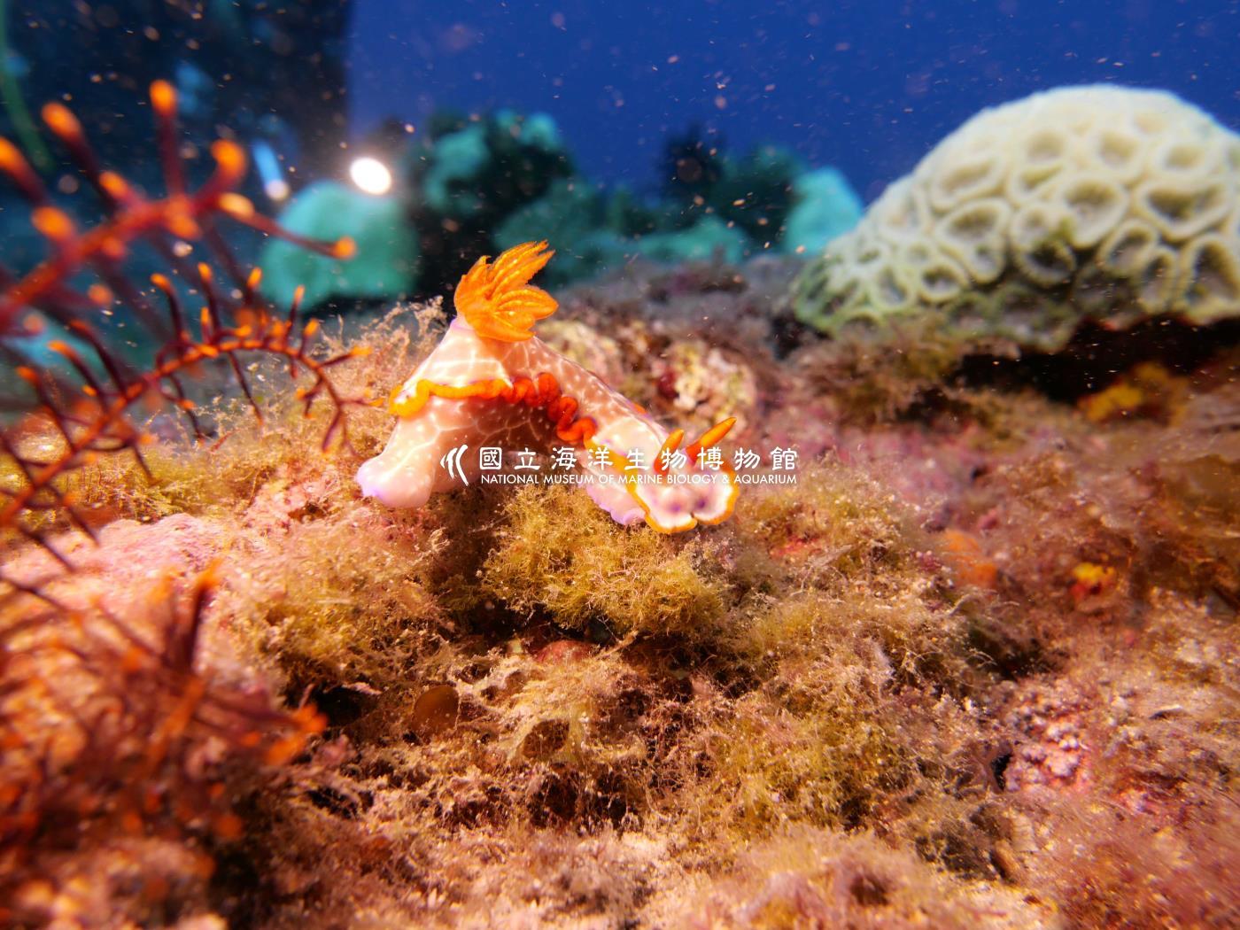 網紋多彩海蛞蝓