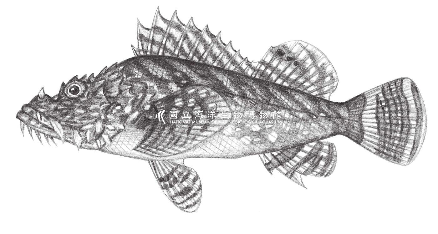 884. 尖頭擬鮋 Scorpaenopsis oxycephalus (Bleeker, 1849)