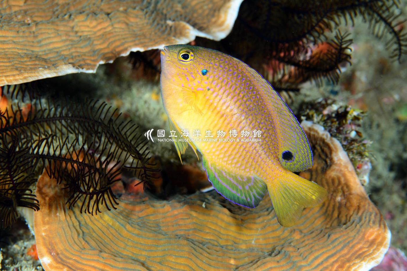 王子雀鯛