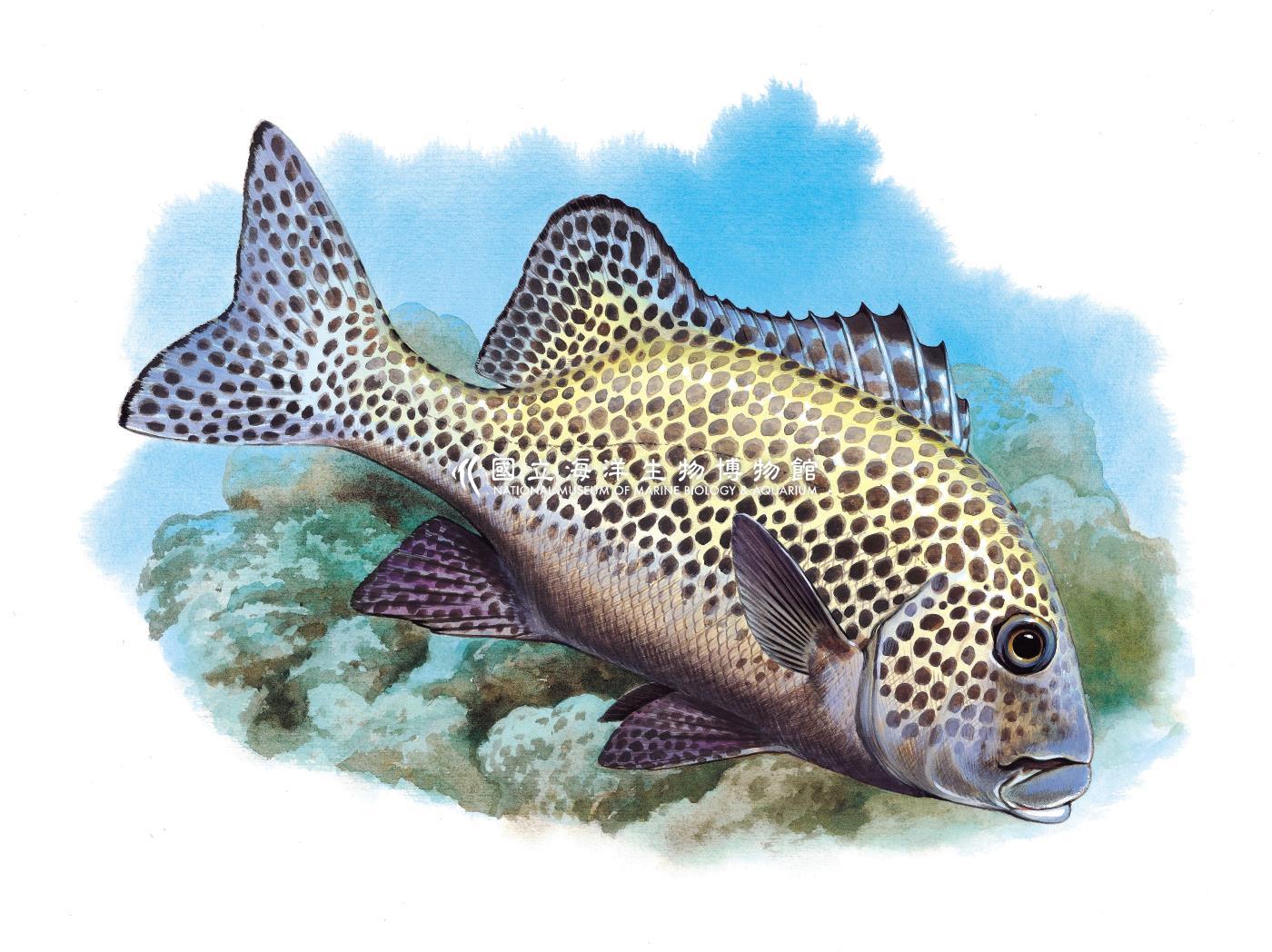 斑胡椒鯛 Plectorhinchus chaetodonoides