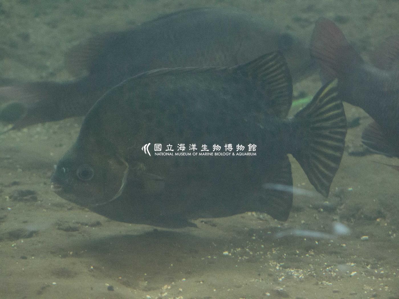 金錢魚