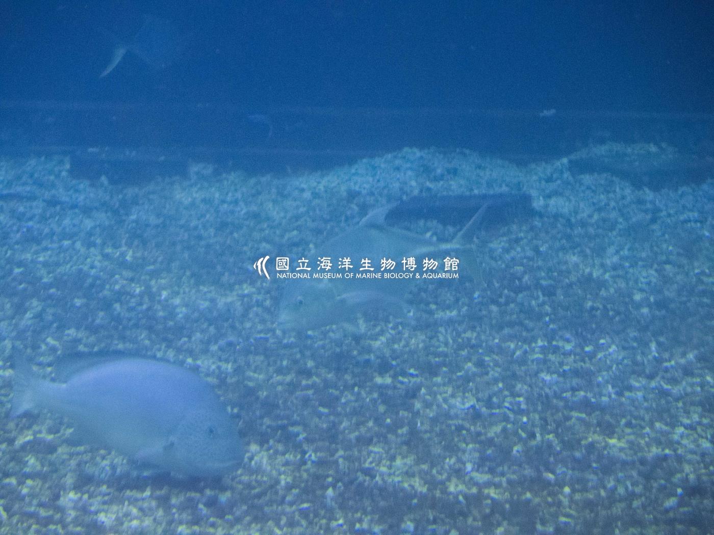 六帶鰺
