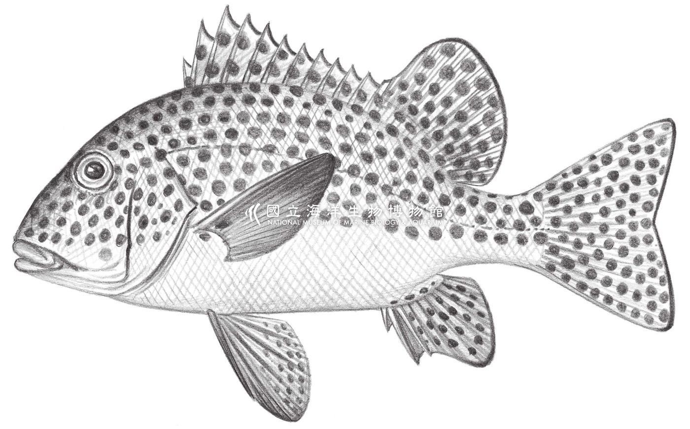 1387. 斑胡椒鯛 Plectorhinchus chaetodonoides Lacépède, 1801